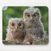 最も可愛い赤ん坊の動物 | 2つの若いフクロウ マウスパッド (正面)
