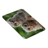 最も可愛い赤ん坊の動物 | 2つの若いフクロウ マグネット (右側)