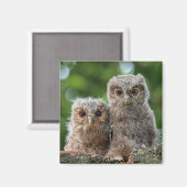 最も可愛い赤ん坊の動物 | 2つの若いフクロウ マグネット (正面/裏面)