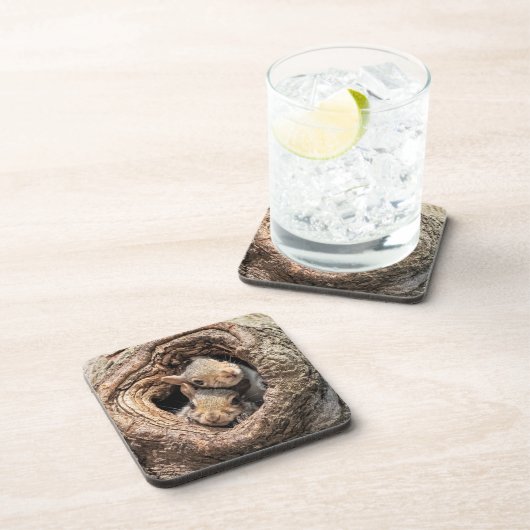 最も可愛い赤ん坊の動物 | 2人のリス コースター (右側)