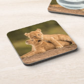 最も可愛い赤ん坊の動物 | 2匹のライオンの仔 コースター (左側)