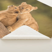 最も可愛い赤ん坊の動物 | 2匹のライオンの仔 シェルパブランケット (3/4)