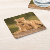 最も可愛い赤ん坊の動物 | 2匹のライオンの仔 スクエアペーパーコースター (アングル)