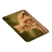 最も可愛い赤ん坊の動物 | 2匹のライオンの仔 マグネット (右側)