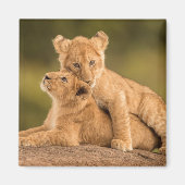 最も可愛い赤ん坊の動物 | 2匹のライオンの仔 マグネット (正面)