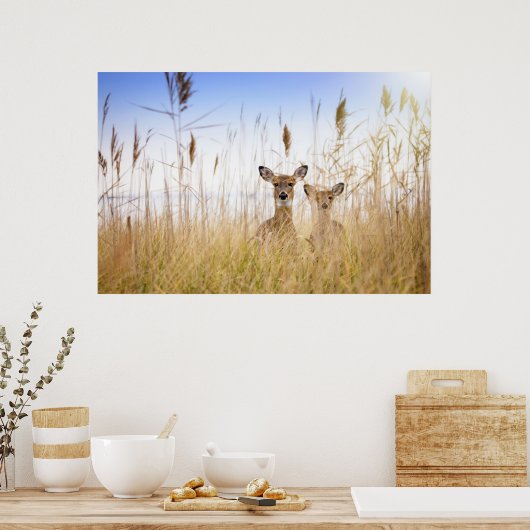 最も可愛い赤ん坊の動物 | 2羽の白い尾を持つ鹿 ポスター (キッチン)