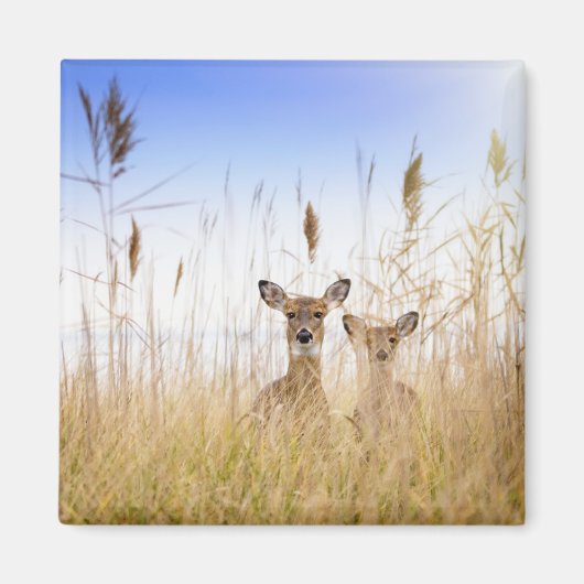 最も可愛い赤ん坊の動物 | 2羽の白い尾を持つ鹿 マグネット (正面)