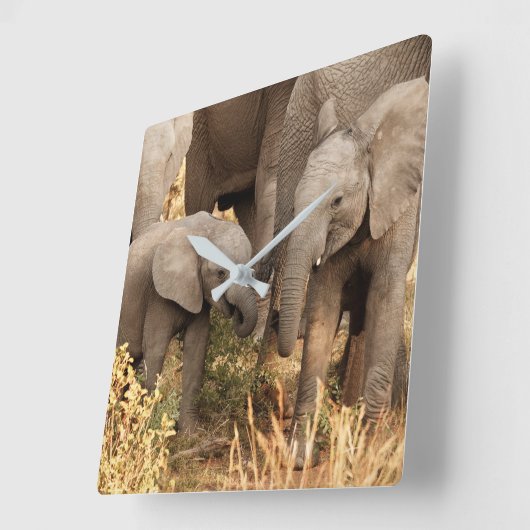 最も可愛い赤ん坊の動物 | 2頭の象 スクエア壁時計 (傾斜)