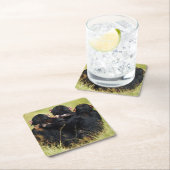 最も可愛い赤ん坊の動物 | 3つのチンパンジーのハグ スクエアペーパーコースター (インサイチュ)