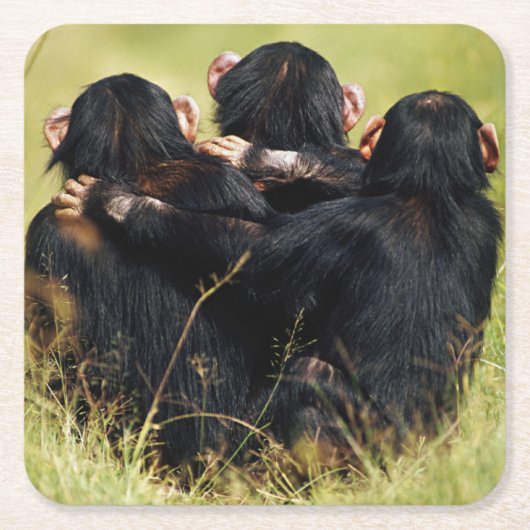 最も可愛い赤ん坊の動物 | 3つのチンパンジーのハグ スクエアペーパーコースター (正面)