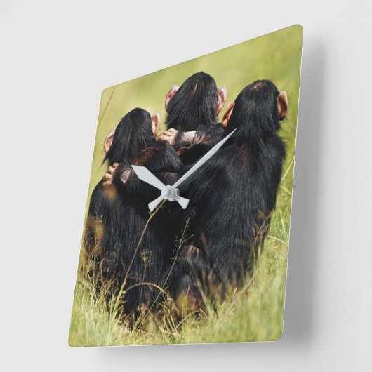 最も可愛い赤ん坊の動物 | 3つのチンパンジーのハグ スクエア壁時計 (傾斜)