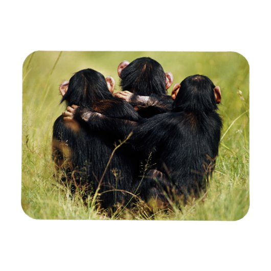 最も可愛い赤ん坊の動物 | 3つのチンパンジーのハグ マグネット (横)