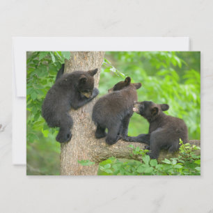 最も可愛い赤ん坊の動物 3つの黒いクマの子牛 サンキューカード