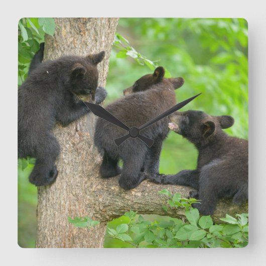 最も可愛い赤ん坊の動物 | 3つの黒いクマの子牛 スクエア壁時計 (正面)