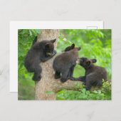 最も可愛い赤ん坊の動物 | 3つの黒いクマの子牛 ポストカード (正面/裏面)