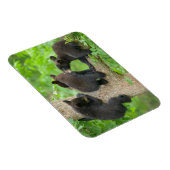 最も可愛い赤ん坊の動物 | 3つの黒いクマの子牛 マグネット (右側)