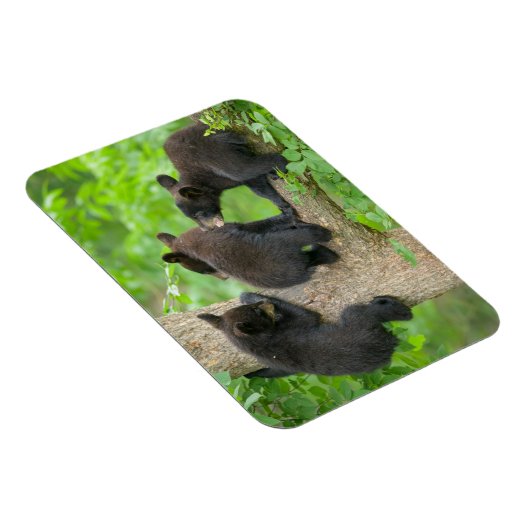 最も可愛い赤ん坊の動物 | 3つの黒いクマの子牛 マグネット (右側)
