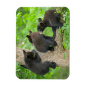 最も可愛い赤ん坊の動物 | 3つの黒いクマの子牛 マグネット (縦)