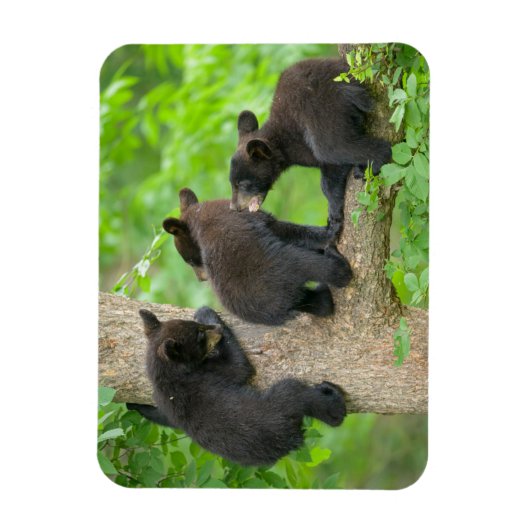 最も可愛い赤ん坊の動物 | 3つの黒いクマの子牛 マグネット (縦)