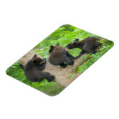 最も可愛い赤ん坊の動物 | 3つの黒いクマの子牛 マグネット (左側)