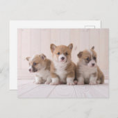 最も可愛い赤ん坊の動物 | 3ベビー ポストカード (正面/裏面)