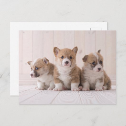 最も可愛い赤ん坊の動物 | 3ベビー ポストカード (正面/裏面)