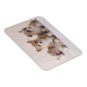 最も可愛い赤ん坊の動物 | 3ベビー マグネット (右側)