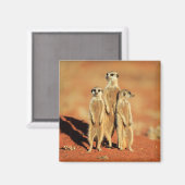 最も可愛い赤ん坊の動物 | 3メルカット マグネット (正面/裏面)