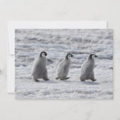 最も可愛い赤ん坊の動物 3台のエンペインギンの雛 サンキューカード (正面)
