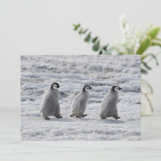 最も可愛い赤ん坊の動物 3台のエンペインギンの雛 サンキューカード (スタンド正面)