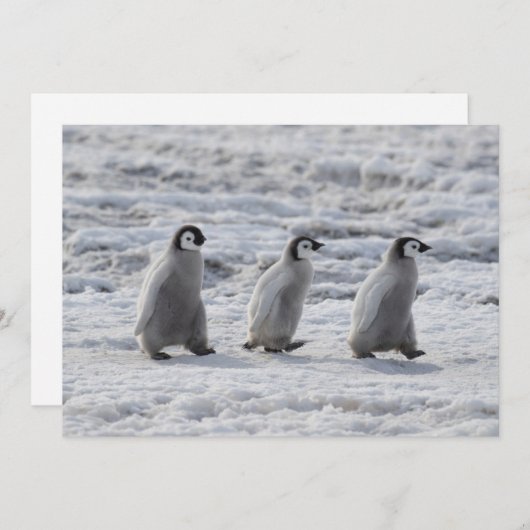 最も可愛い赤ん坊の動物 3台のエンペインギンの雛 サンキューカード (正面/裏面)