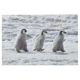 最も可愛い赤ん坊の動物 3台のエンペインギンの雛 メタルプリント