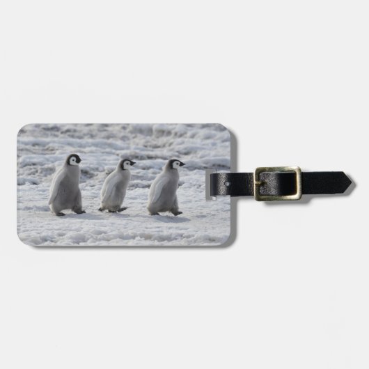 最も可愛い赤ん坊の動物 3台のエンペインギンの雛 ラゲッジタグ (正面横)