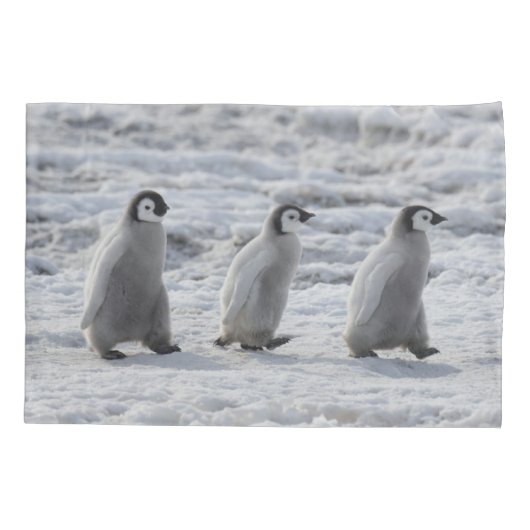 最も可愛い赤ん坊の動物 3台のエンペインギンの雛 枕カバー (裏面)