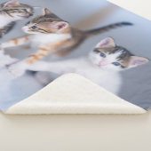 最も可愛い赤ん坊の動物 | 3虎猫 シェルパブランケット (3/4)