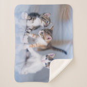 最も可愛い赤ん坊の動物 | 3虎猫 シェルパブランケット (正面)