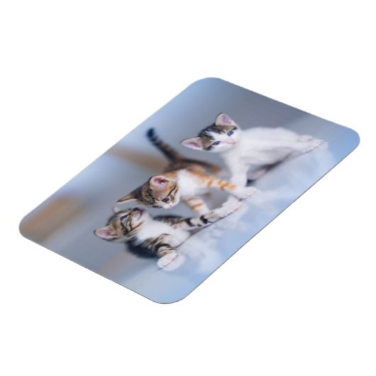 最も可愛い赤ん坊の動物 | 3虎猫 マグネット (左側)