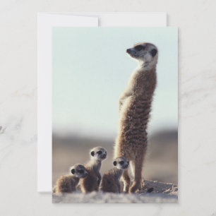 最も可愛い赤ん坊の動物 A Family of Meerkats サンキューカード