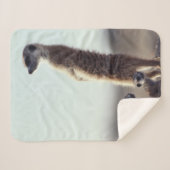 最も可愛い赤ん坊の動物 | A Family of Meerkats シェルパブランケット (正面(横))