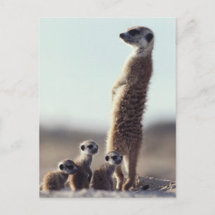 最も可愛い赤ん坊の動物 A Family of Meerkats ポストカード