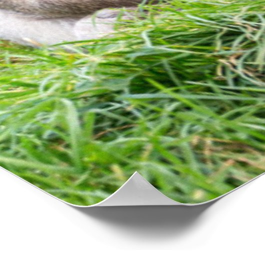 最も可愛い赤ん坊の動物 | Barbary Macaqueファミリー ポスター (角)