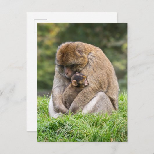 最も可愛い赤ん坊の動物 | Barbary Macaqueファミリー ポストカード (正面/裏面)