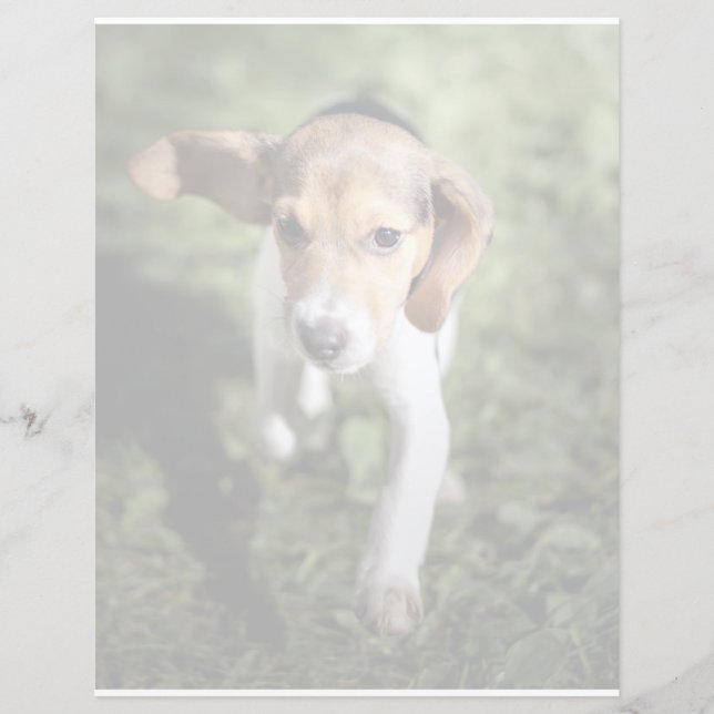 最も可愛い赤ん坊の動物 | Beagle Puppy (正面)