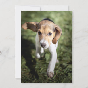最も可愛い赤ん坊の動物 Beagle Puppy サンキューカード
