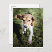 最も可愛い赤ん坊の動物 | Beagle Puppy ポストカード (正面/裏面)