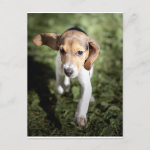 最も可愛い赤ん坊の動物 Beagle Puppy ポストカード