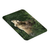 最も可愛い赤ん坊の動物 Bear Mama Bear & Her Cubs | Bear マグネット (右側)