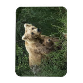 最も可愛い赤ん坊の動物 Bear Mama Bear & Her Cubs | Bear マグネット (縦)