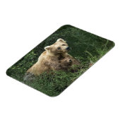 最も可愛い赤ん坊の動物 Bear Mama Bear & Her Cubs | Bear マグネット (左側)