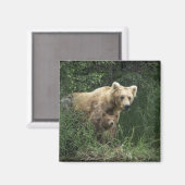 最も可愛い赤ん坊の動物 Bear Mama Bear & Her Cubs | Bear マグネット (正面/裏面)
